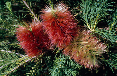 APII jpeg image of Melaleuca calothamnoides  © contact APII