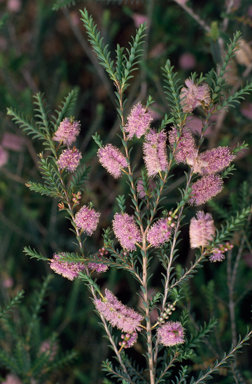 APII jpeg image of Melaleuca decussata  © contact APII