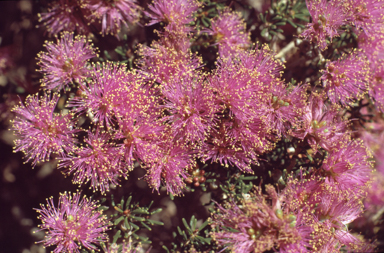 APII jpeg image of Melaleuca manglesii  © contact APII