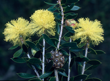 APII jpeg image of Melaleuca oldfieldii  © contact APII