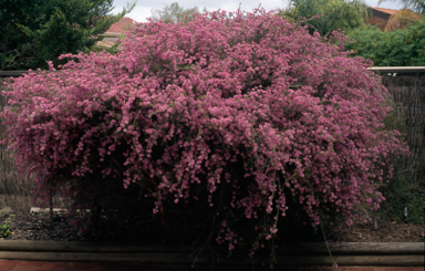 APII jpeg image of Melaleuca pentagona  © contact APII