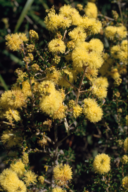 APII jpeg image of Melaleuca thymoides  © contact APII