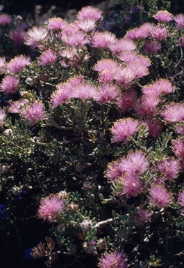 APII jpeg image of Melaleuca tuberculata var. macrophylla  © contact APII