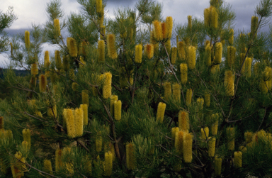 APII jpeg image of Banksia tricuspis  © contact APII