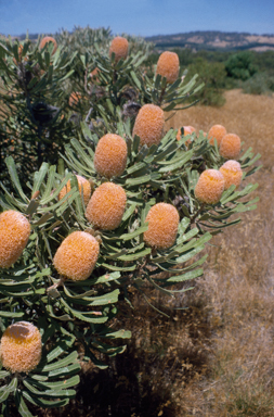 APII jpeg image of Banksia burdettii  © contact APII