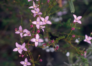 APII jpeg image of Boronia filifolia  © contact APII