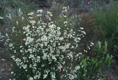 APII jpeg image of Logania ovata  © contact APII