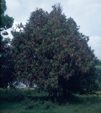 APII jpeg image of Macadamia integrifolia  © contact APII