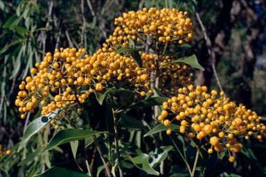 APII jpeg image of Auranticarpa rhombifolia  © contact APII