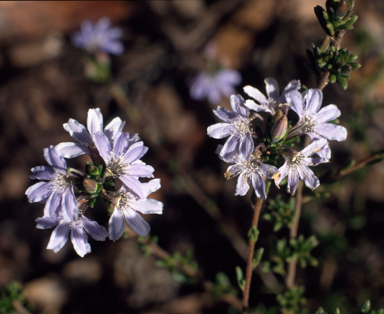 APII jpeg image of Scaevola linearis var. confertifolia  © contact APII