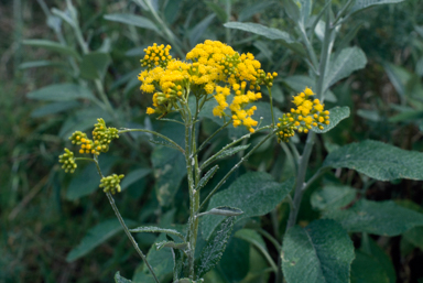 APII jpeg image of Senecio hypoleucus  © contact APII