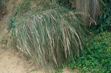 APII jpeg image of Stipa  © contact APII