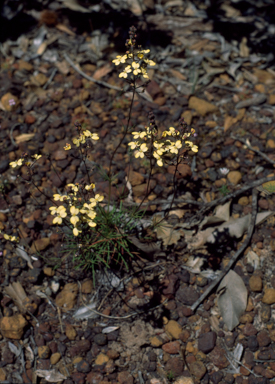 APII jpeg image of Stylidium  © contact APII