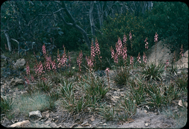 APII jpeg image of Stylidium graminifolium  © contact APII