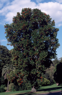 APII jpeg image of Stenocarpus sinuatus  © contact APII