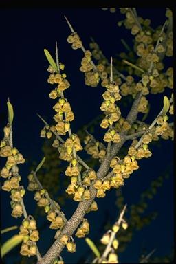 APII jpeg image of Melicytus dentatus  © contact APII