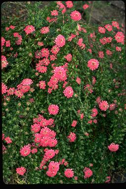 APII jpeg image of Pimelea rosea  © contact APII