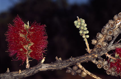 APII jpeg image of Melaleuca apostiba  © contact APII