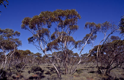 APII jpeg image of Eucalyptus sp. Great Victoria Desert (D.Nicolle & M.French DN 3877)  © contact APII