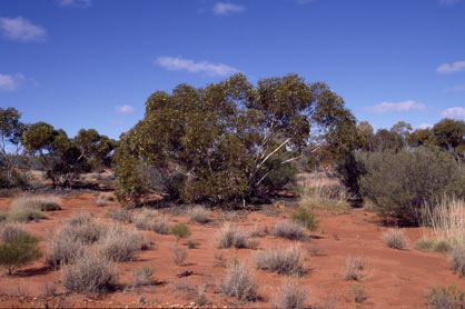 APII jpeg image of Eucalyptus concinna  © contact APII