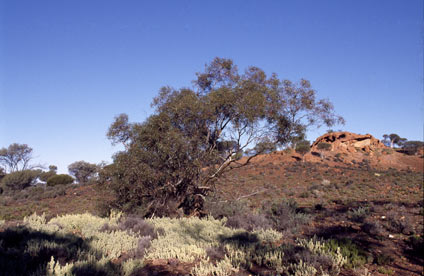 APII jpeg image of Eucalyptus effusa  © contact APII