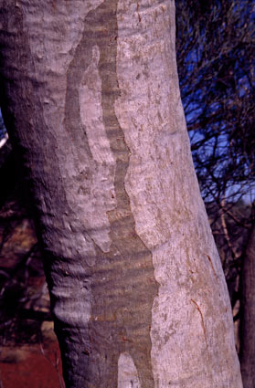 APII jpeg image of Corymbia ferriticola  © contact APII