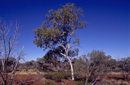 APII jpeg image of Corymbia ferriticola  © contact APII