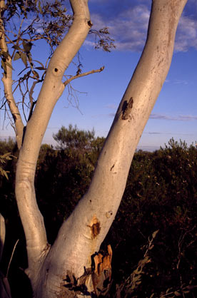 APII jpeg image of Corymbia ferriticola  © contact APII