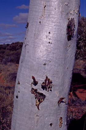 APII jpeg image of Eucalyptus gongylocarpa  © contact APII