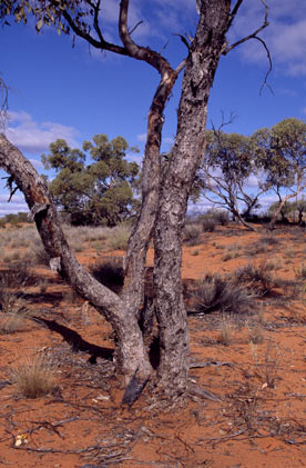 APII jpeg image of Eucalyptus gypsophila  © contact APII