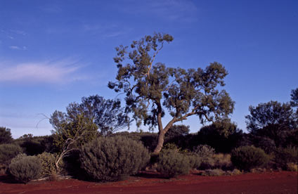 APII jpeg image of Corymbia lenziana  © contact APII