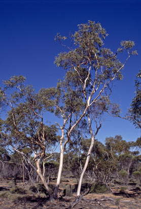 APII jpeg image of Eucalyptus optima  © contact APII