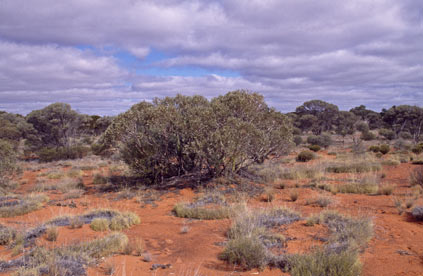 APII jpeg image of Eucalyptus eremicola subsp. peeneri  © contact APII