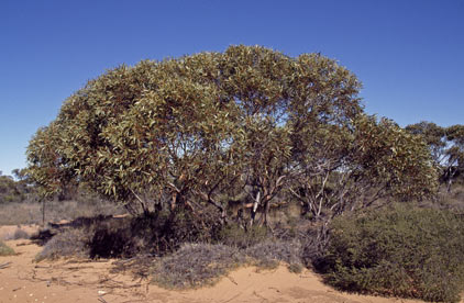 APII jpeg image of Eucalyptus phenax subsp. phenax  © contact APII