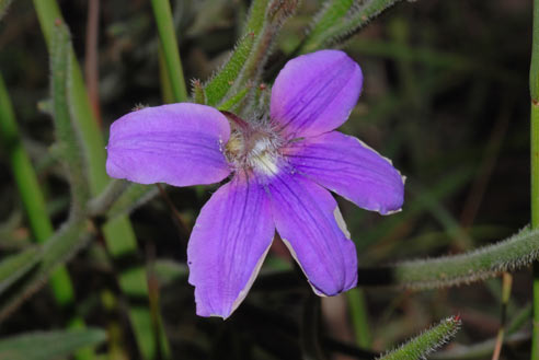 APII jpeg image of Scaevola ramosissima  © contact APII