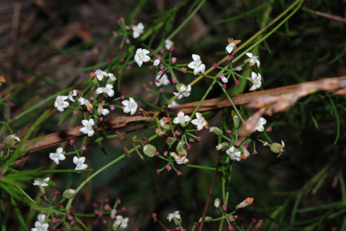 APII jpeg image of Platysace linearifolia  © contact APII