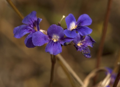 APII jpeg image of Lindernia lobelioides  © contact APII