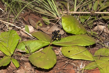 APII jpeg image of Premna herbacea  © contact APII