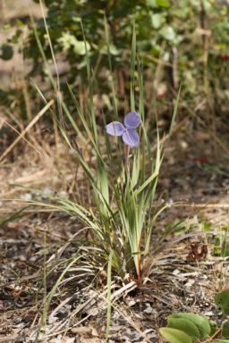 APII jpeg image of Patersonia macrantha  © contact APII