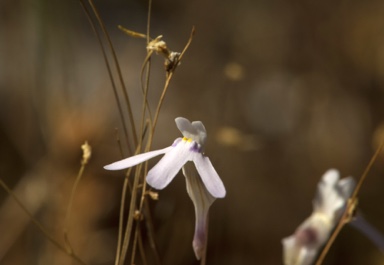 APII jpeg image of Utricularia kamienskii  © contact APII