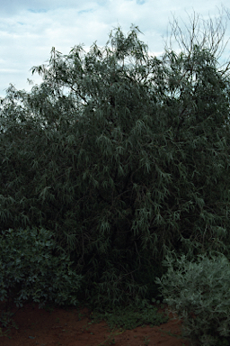 APII jpeg image of Eremophila longifolia  © contact APII