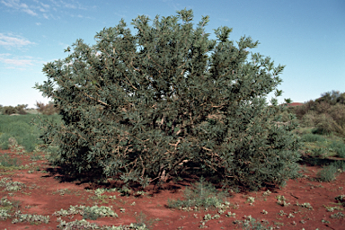 APII jpeg image of Acacia pruinocarpa  © contact APII