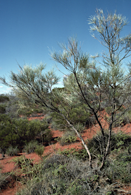 APII jpeg image of Grevillea juncifolia subsp. juncifolia  © contact APII