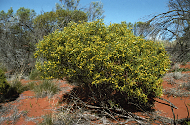 APII jpeg image of Senna artemisioides subsp. petiolaris  © contact APII