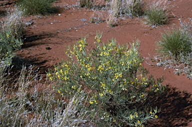 APII jpeg image of Senna artemisioides subsp. artemisioides  © contact APII