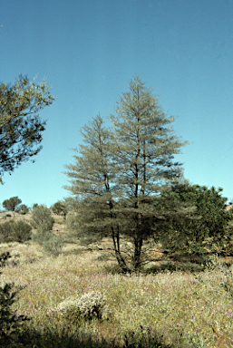 APII jpeg image of Acacia aneura  © contact APII