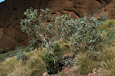 APII jpeg image of Eucalyptus oxymitra  © contact APII