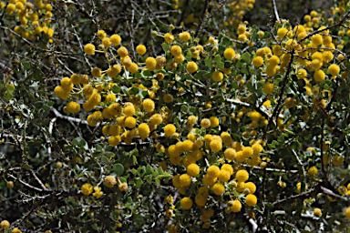 APII jpeg image of Acacia strongylophylla  © contact APII