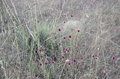 APII jpeg image of Gomphrena canescens subsp. erythrina  © contact APII