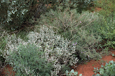 APII jpeg image of Eremophila gilesii  © contact APII